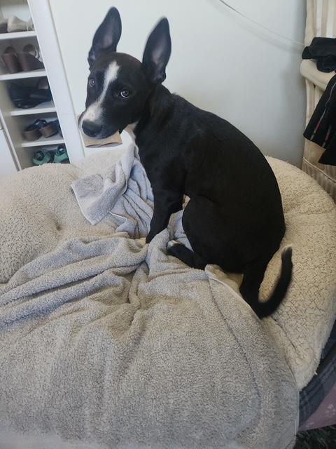 Enlarge Sadie, a Adoptable mixed breed in Littleton, CO image 1/4