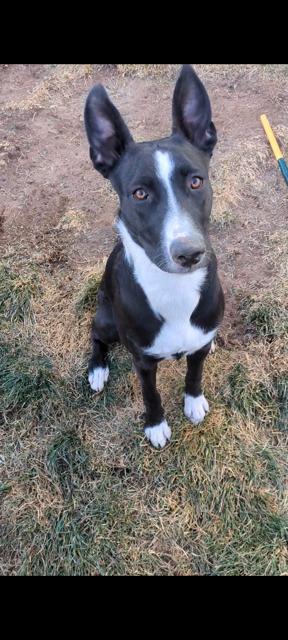 Sadie, a Adoptable mixed breed in Littleton, CO image 3/4