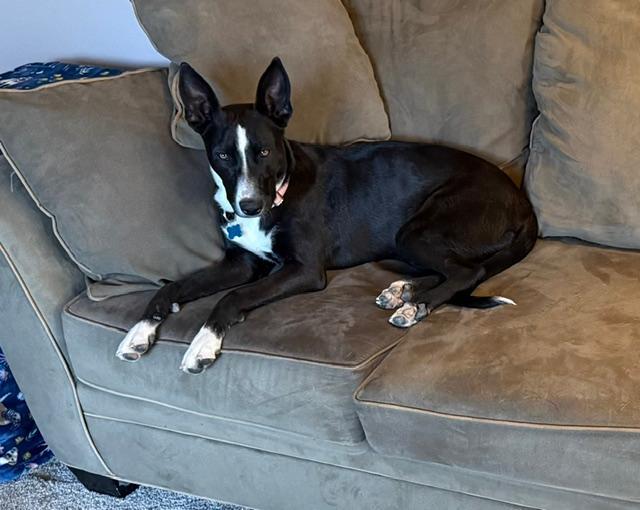 Sadie, Adoptable, Young Female English Pointer.