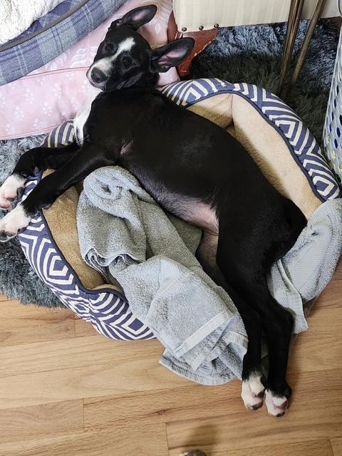 Sadie, Adoptable, Adult Female English Pointer.