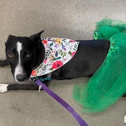 Sadie, a Adoptable mixed breed in Littleton, CO image 2/4