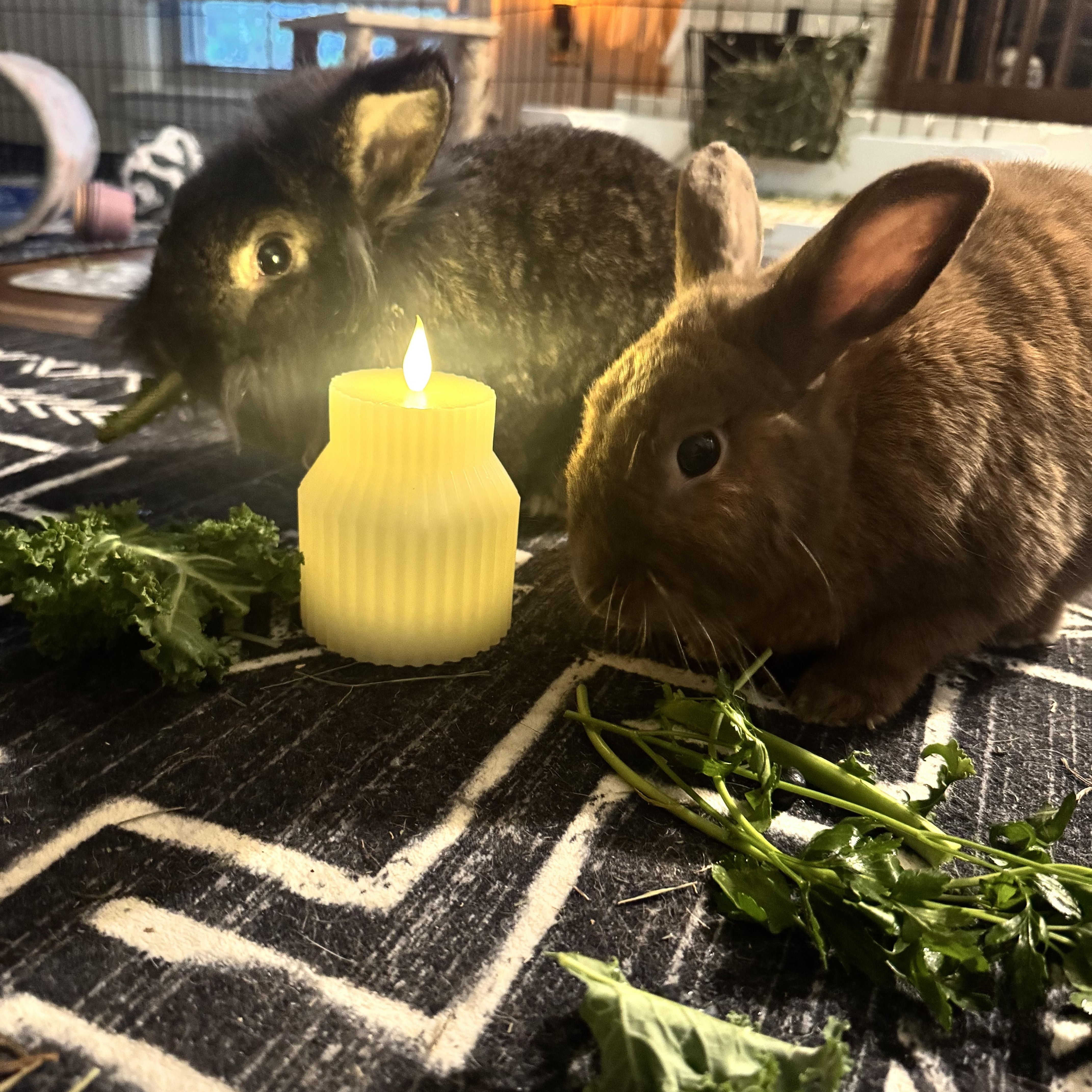 Evee & Pika, a ADOPTABLE mixed breed in Bishopville, SC image 2/2