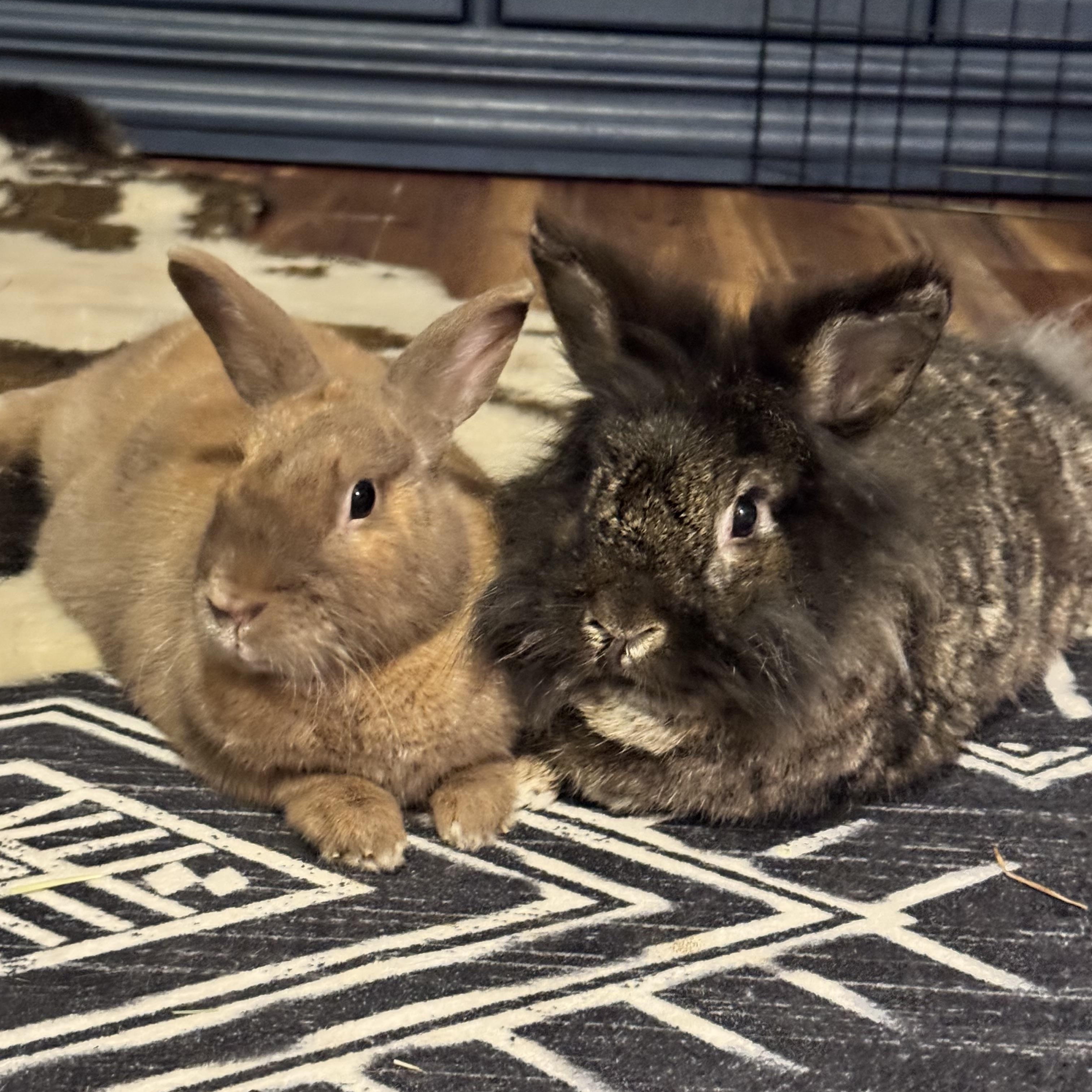 Evee & Pika, a ADOPTABLE mixed breed in Bishopville, SC image 1/2