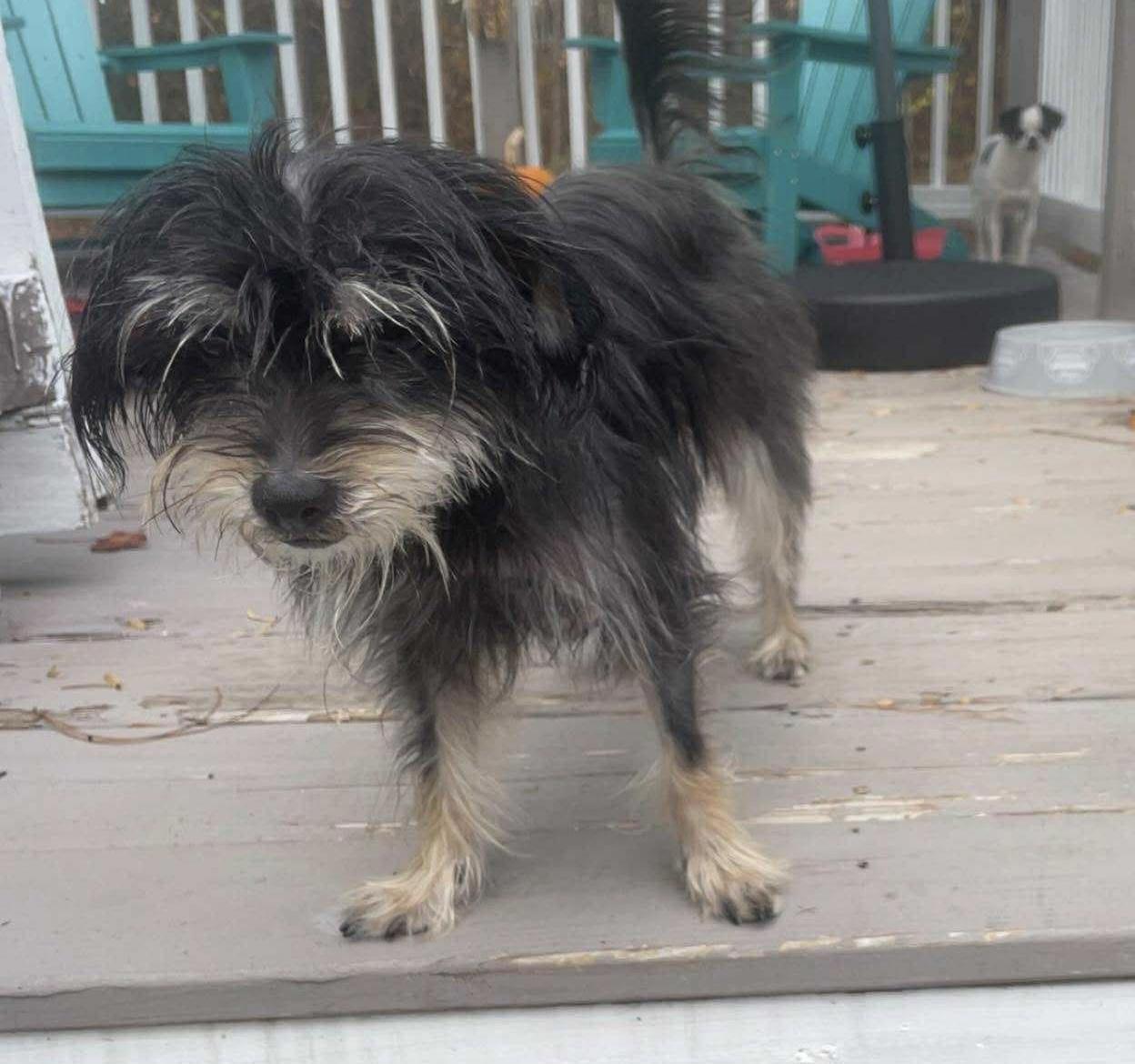 Tina, a Adoptable mixed breed in Wilmington, NC image 1/2