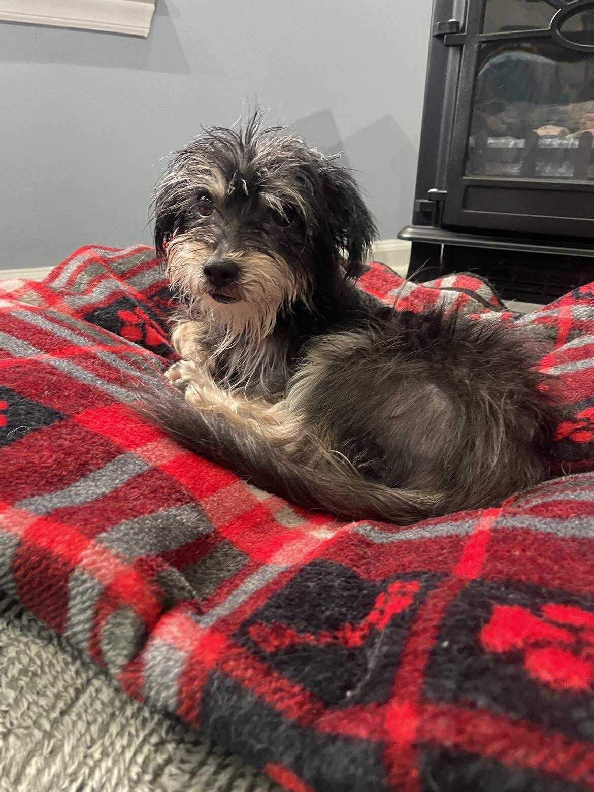 Tina, a Adoptable mixed breed in Wilmington, NC image 2/2