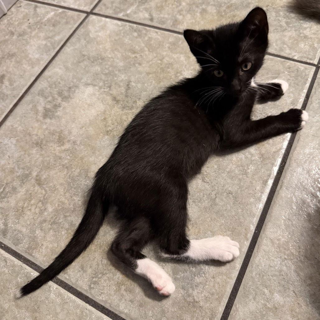 Sprout, Adopted, Young Male Domestic Short Hair.