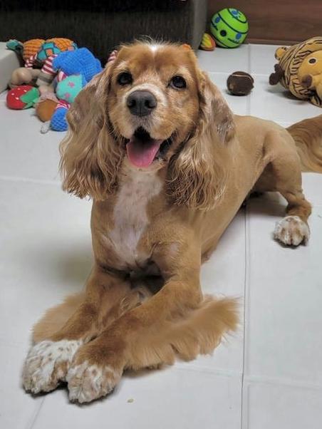 Enlarge Jennie, a ADOPTABLE Cocker Spaniel in Sherman Oaks, CA image 1/6