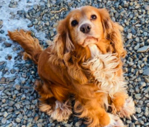 Enlarge Jennie, a ADOPTABLE Cocker Spaniel in Sherman Oaks, CA image 3/6