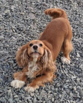 Enlarge Jennie, a ADOPTABLE Cocker Spaniel in Sherman Oaks, CA image 4/6