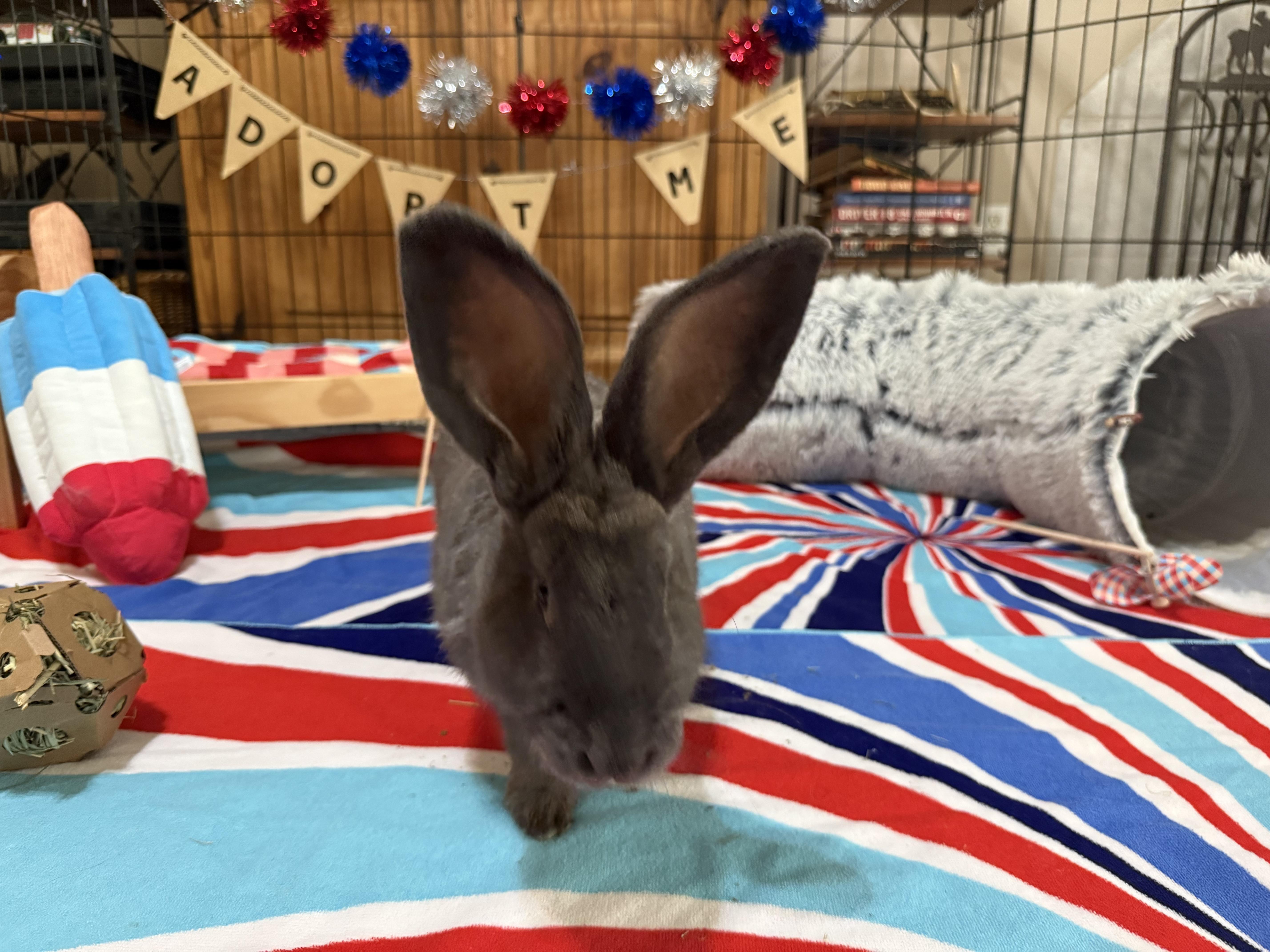 Bridget, ADOPTABLE, Young Female Flemish Giant & Bunny Rabbit.