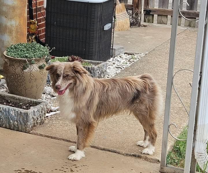 Enlarge Hank , a ADOPTABLE Australian Shepherd in vALE, NC image 1/1