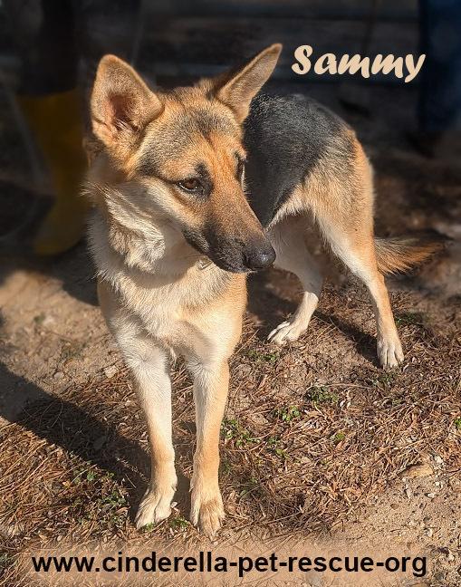 Enlarge Sweet Sammie, a Adoptable mixed breed in Mission, TX image 1/2
