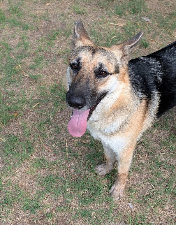 Enlarge Sweet Sammie, a Adoptable mixed breed in Mission, TX image 2/2