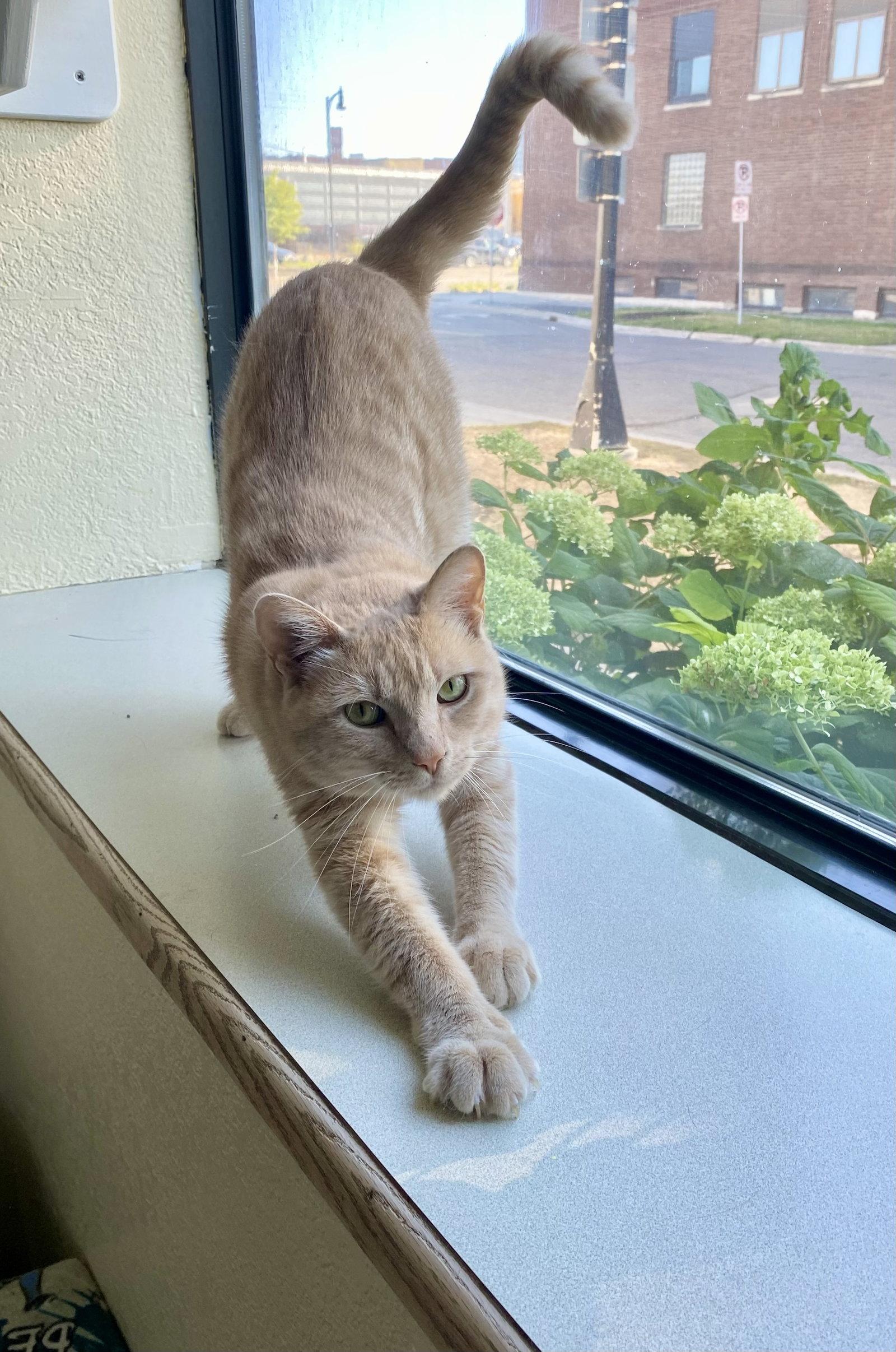 Messi, Adoptable, Adult Male Domestic Short Hair & Tabby.