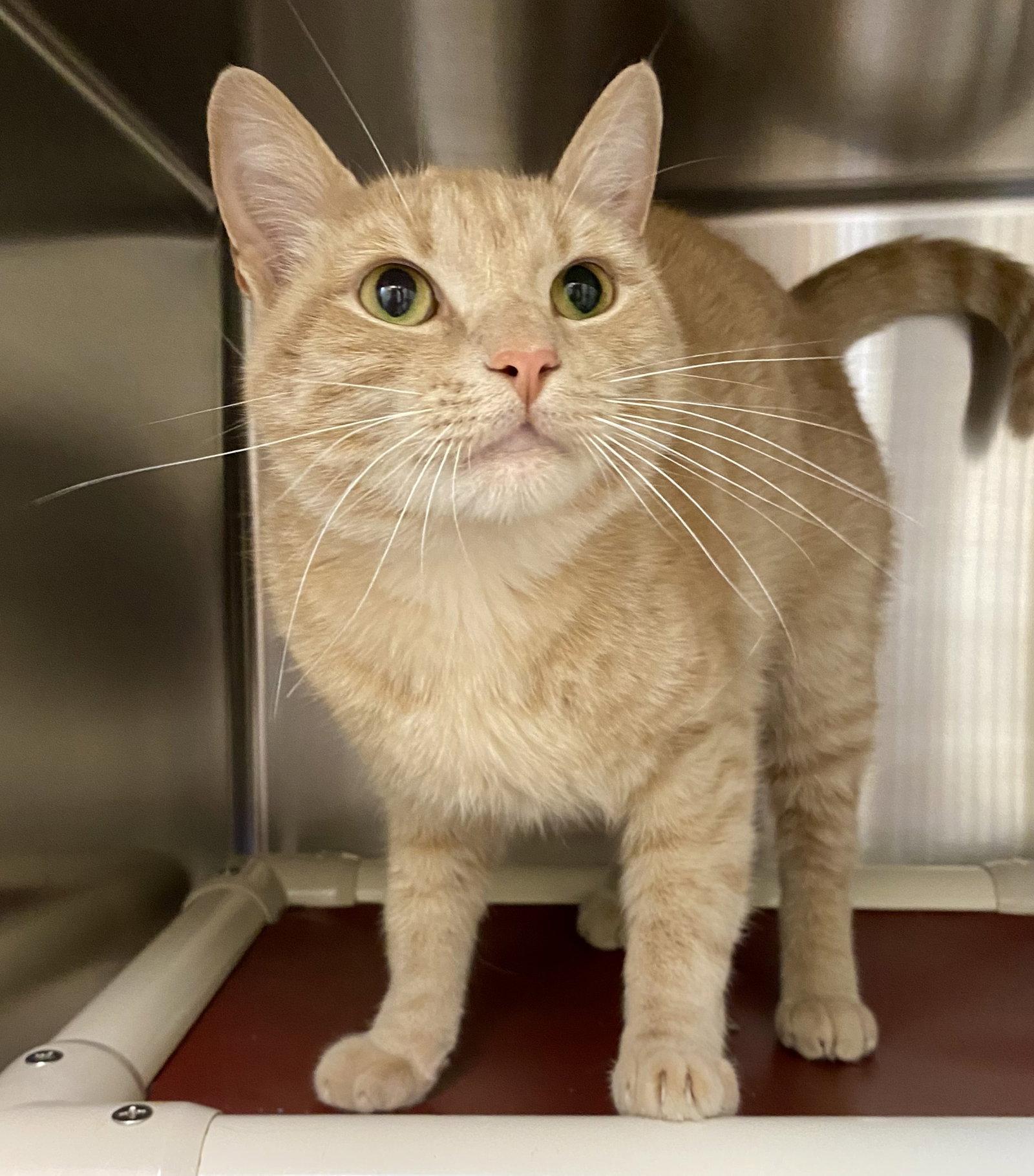 Messi, Adoptable, Adult Male Domestic Short Hair & Tabby.