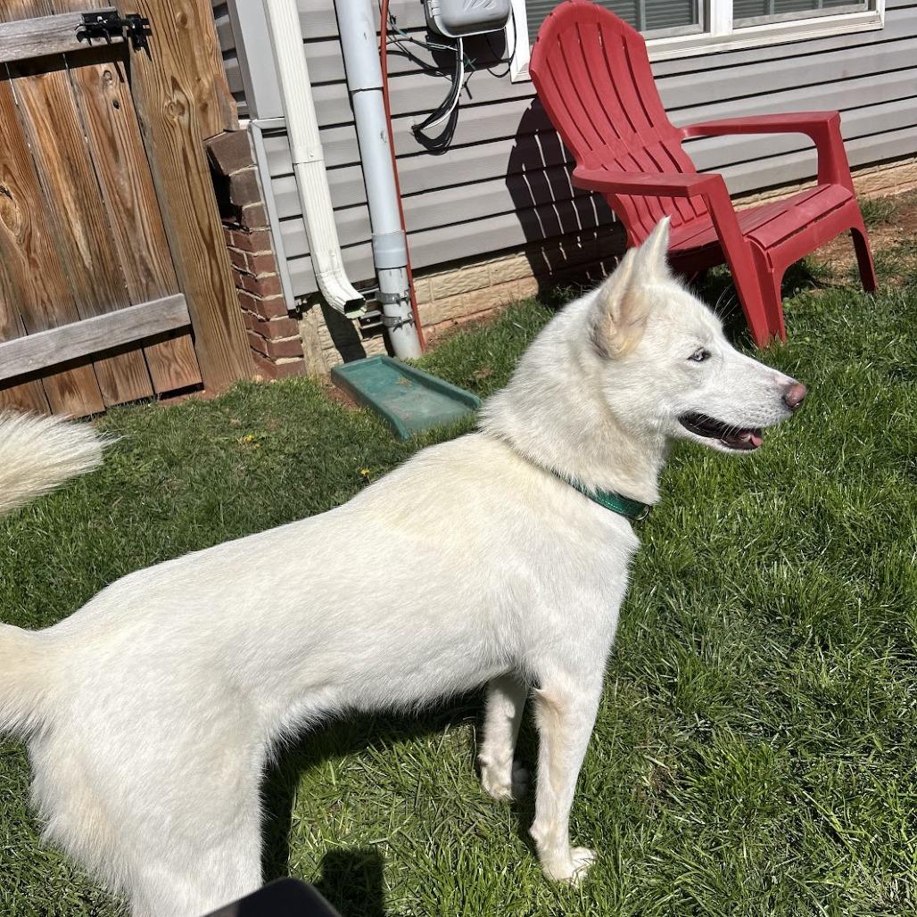 Enlarge Snow, a Adoptable mixed breed in Frederick, MD image 4/6