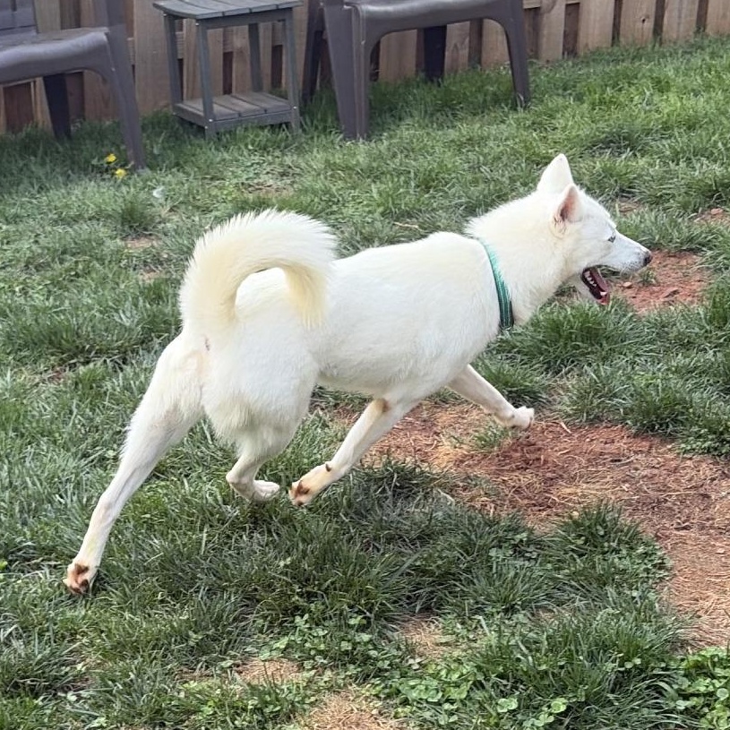 Enlarge Snow, a Adoptable mixed breed in Frederick, MD image 3/6