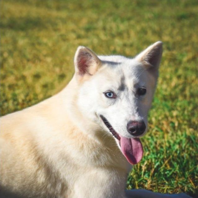 Enlarge Snow, a Adoptable mixed breed in Frederick, MD image 1/6