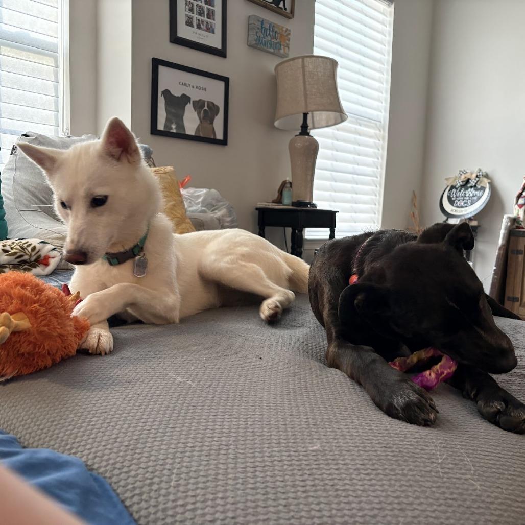Enlarge Snow, a Adoptable mixed breed in Frederick, MD image 5/6