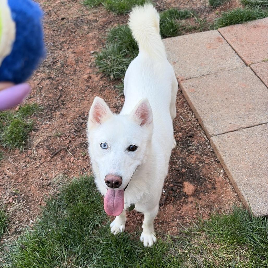 Enlarge Snow, a Adoptable mixed breed in Frederick, MD image 2/6