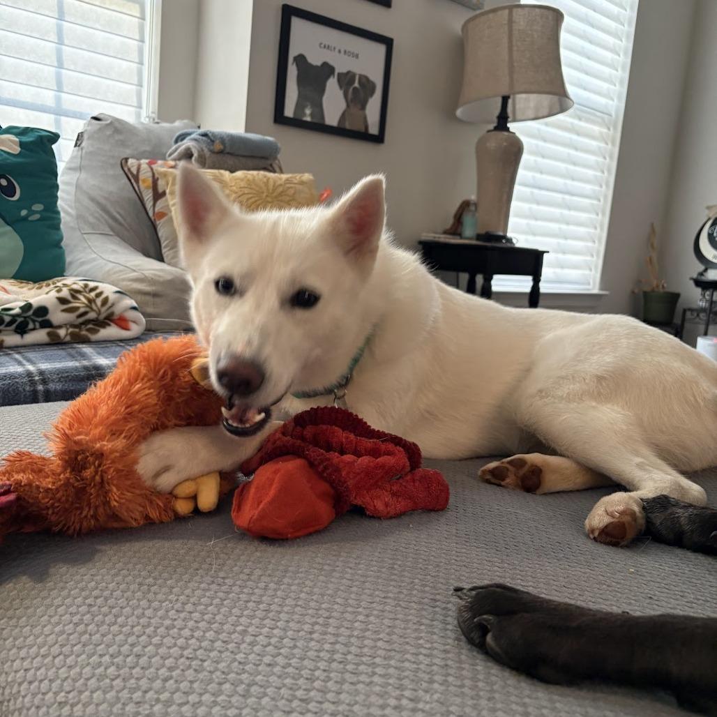 Enlarge Snow, a Adoptable mixed breed in Frederick, MD image 6/6