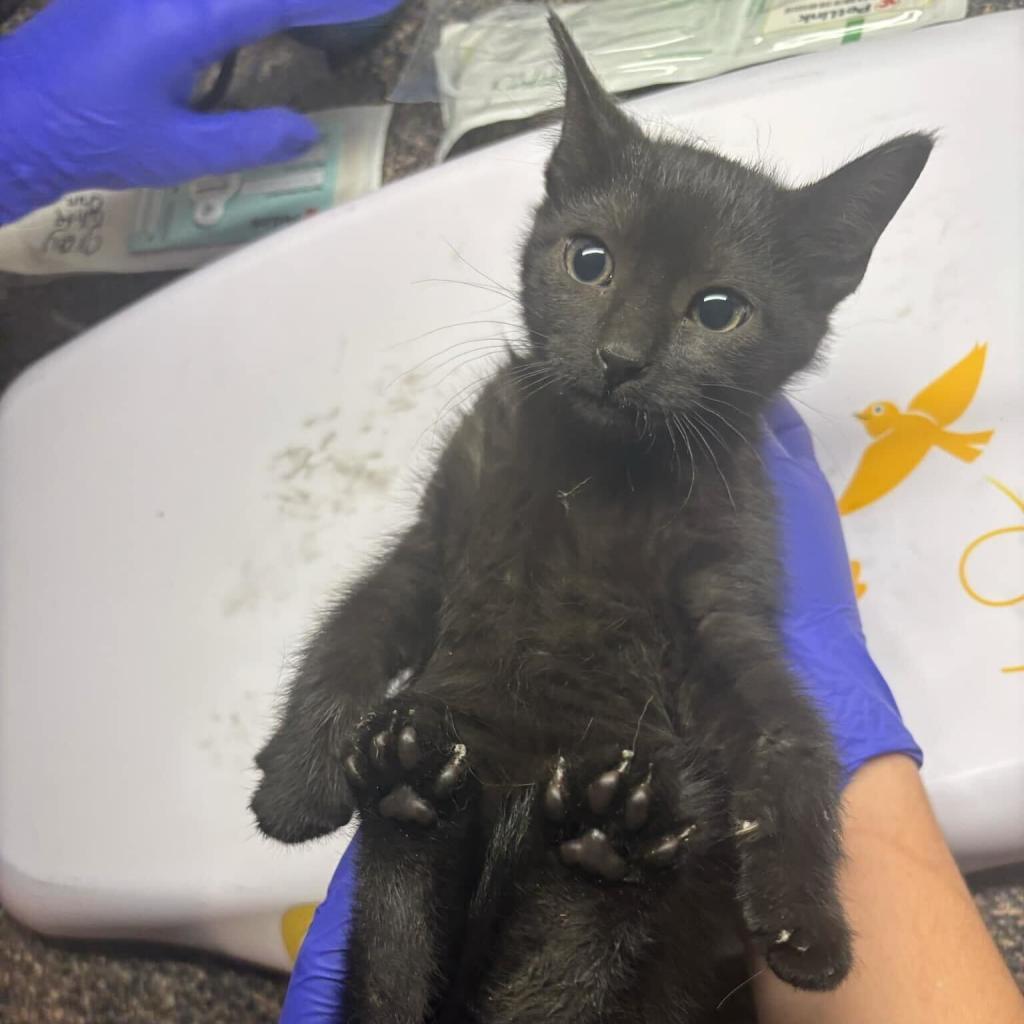 George, Adoptable, Young Male Domestic Short Hair.