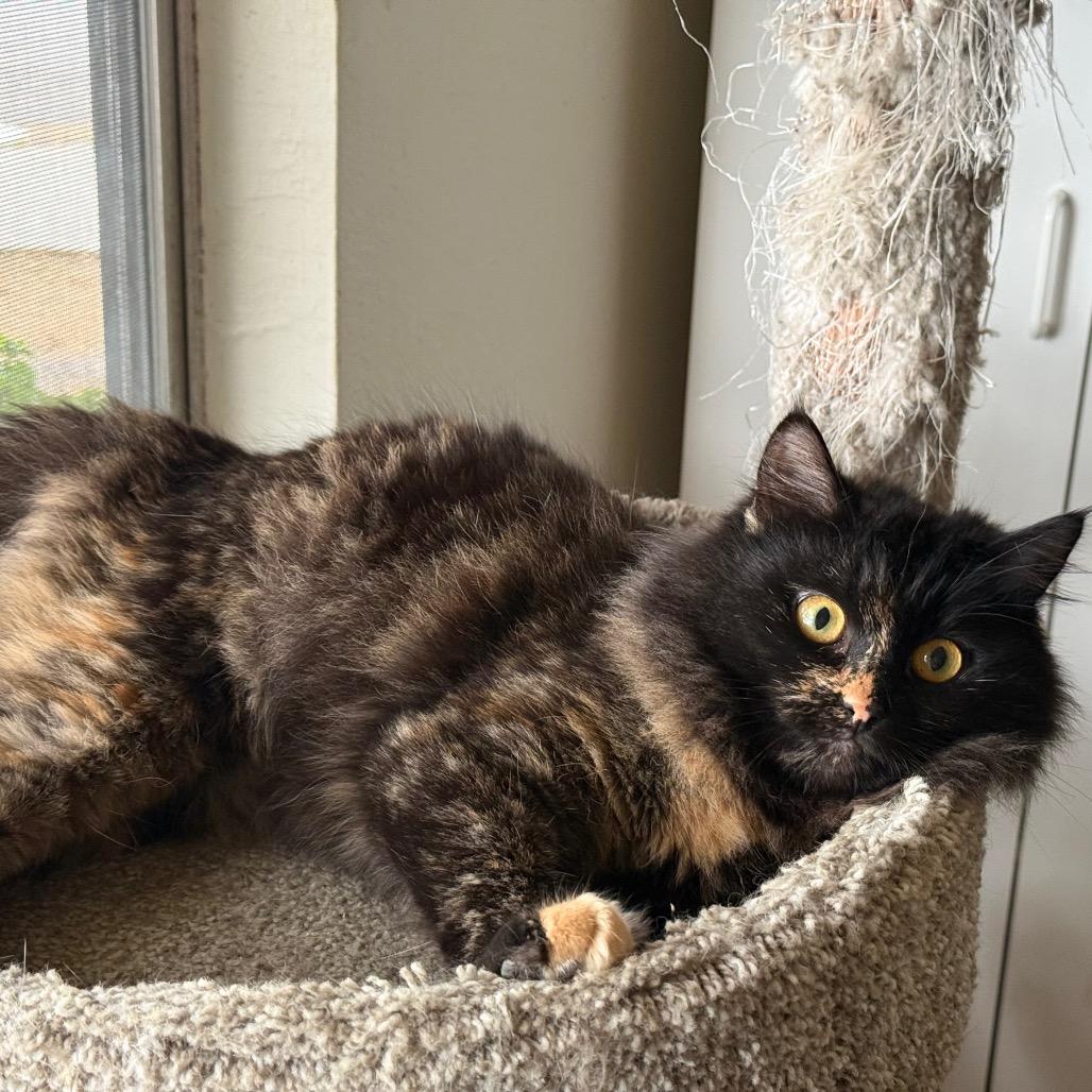Enlarge Owlet, a Adoptable Domestic Long Hair in Pleasanton, CA image 1/1