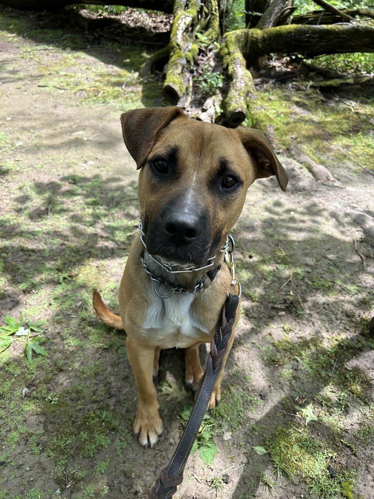 Tank, Adoptable, Puppy Male Shepherd.
