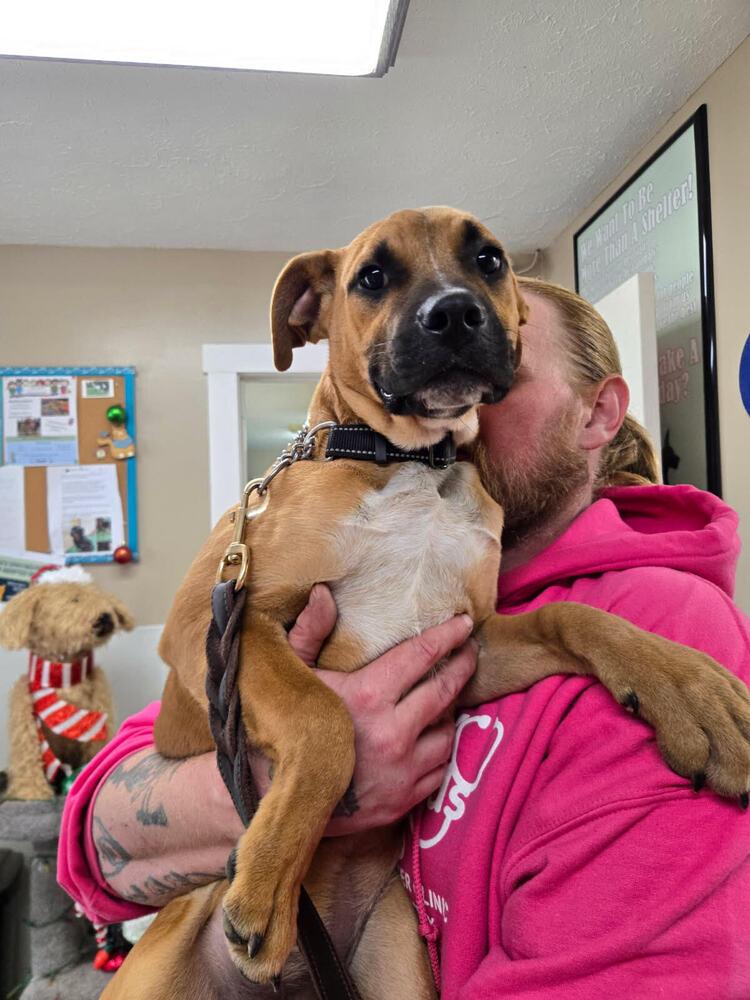 Enlarge Tank, a Adoptable mixed breed in Linton, IN image 1/1