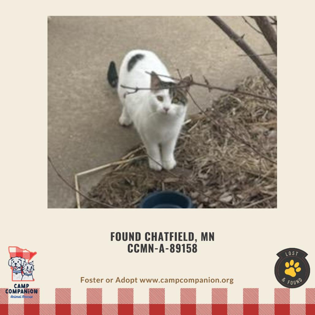 Enlarge Found Chatfield MN, a Adoptable Domestic Short Hair in Rochester, MN image 1/1