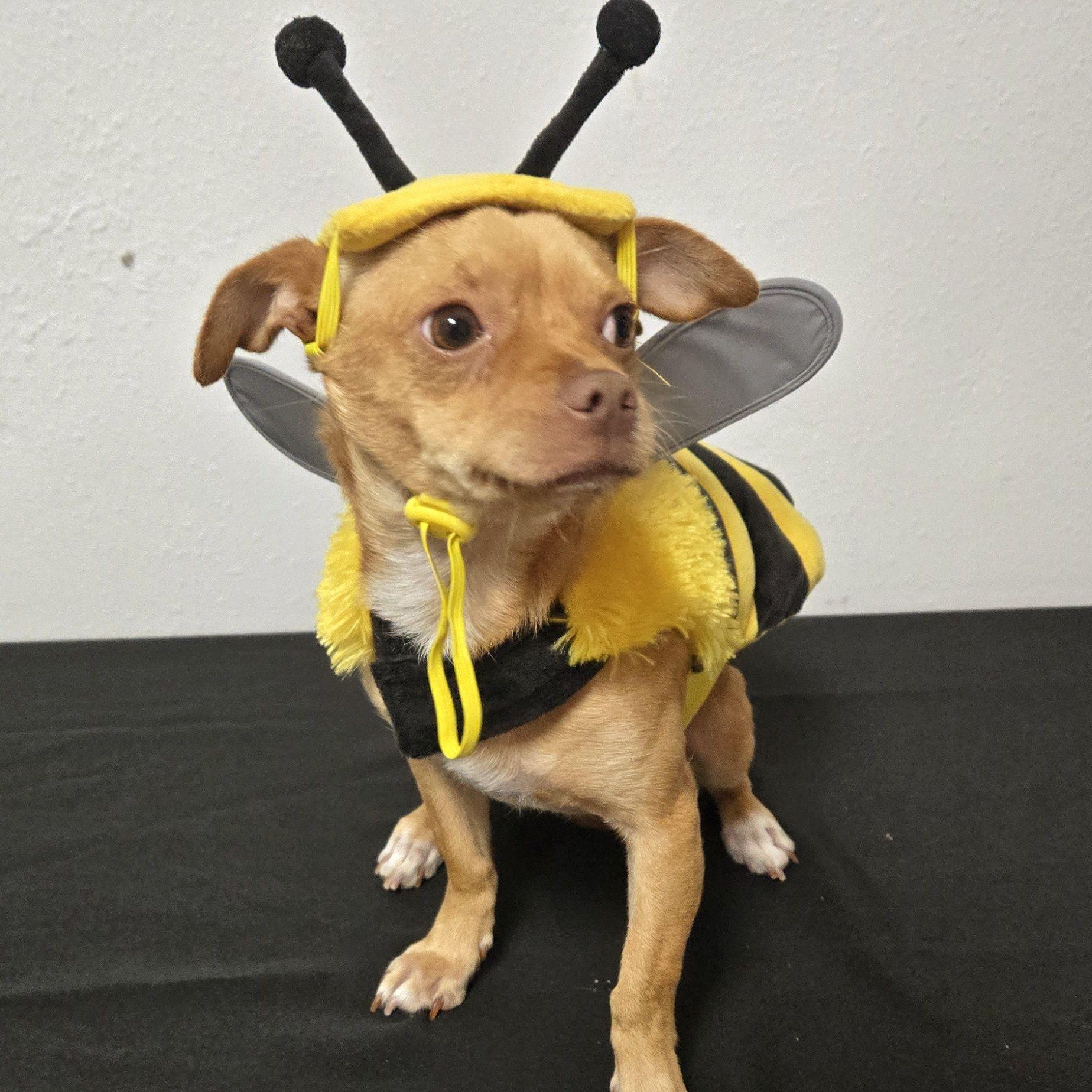 Enlarge Gomez, a ADOPTABLE mixed breed in Eugene, OR image 4/4