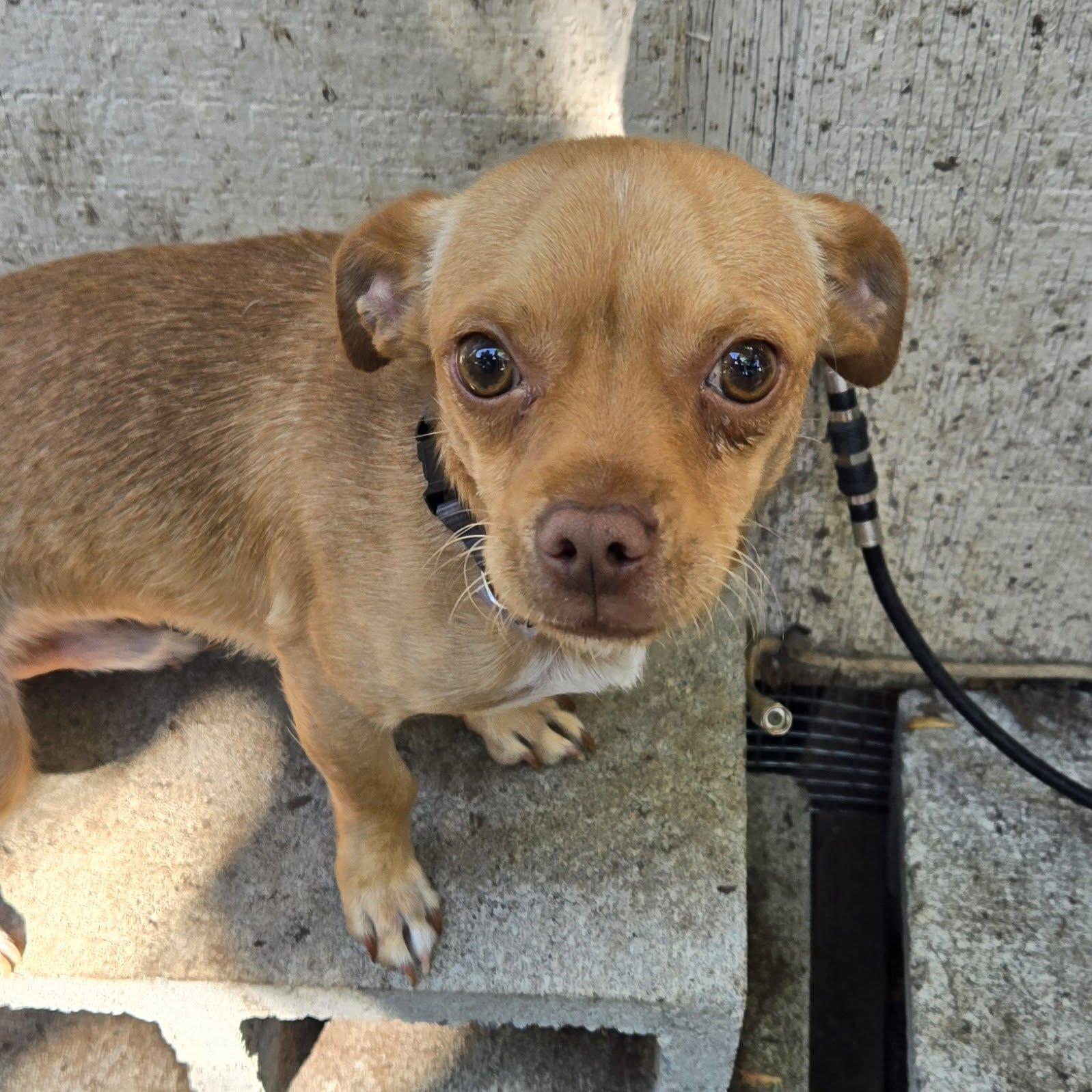 Enlarge Gomez, a ADOPTABLE mixed breed in Eugene, OR image 2/4