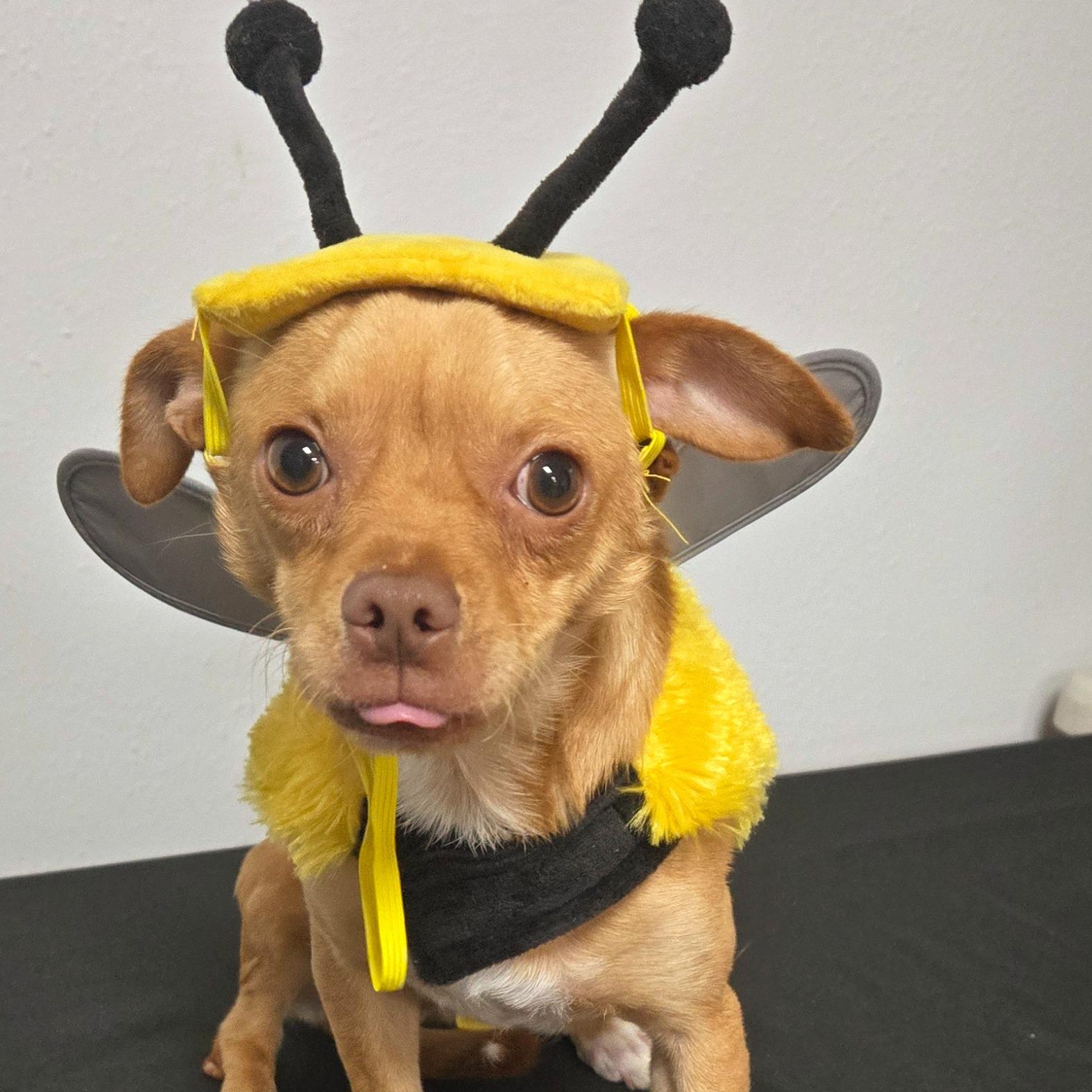 Gomez, ADOPTABLE, Young Male Chihuahua.