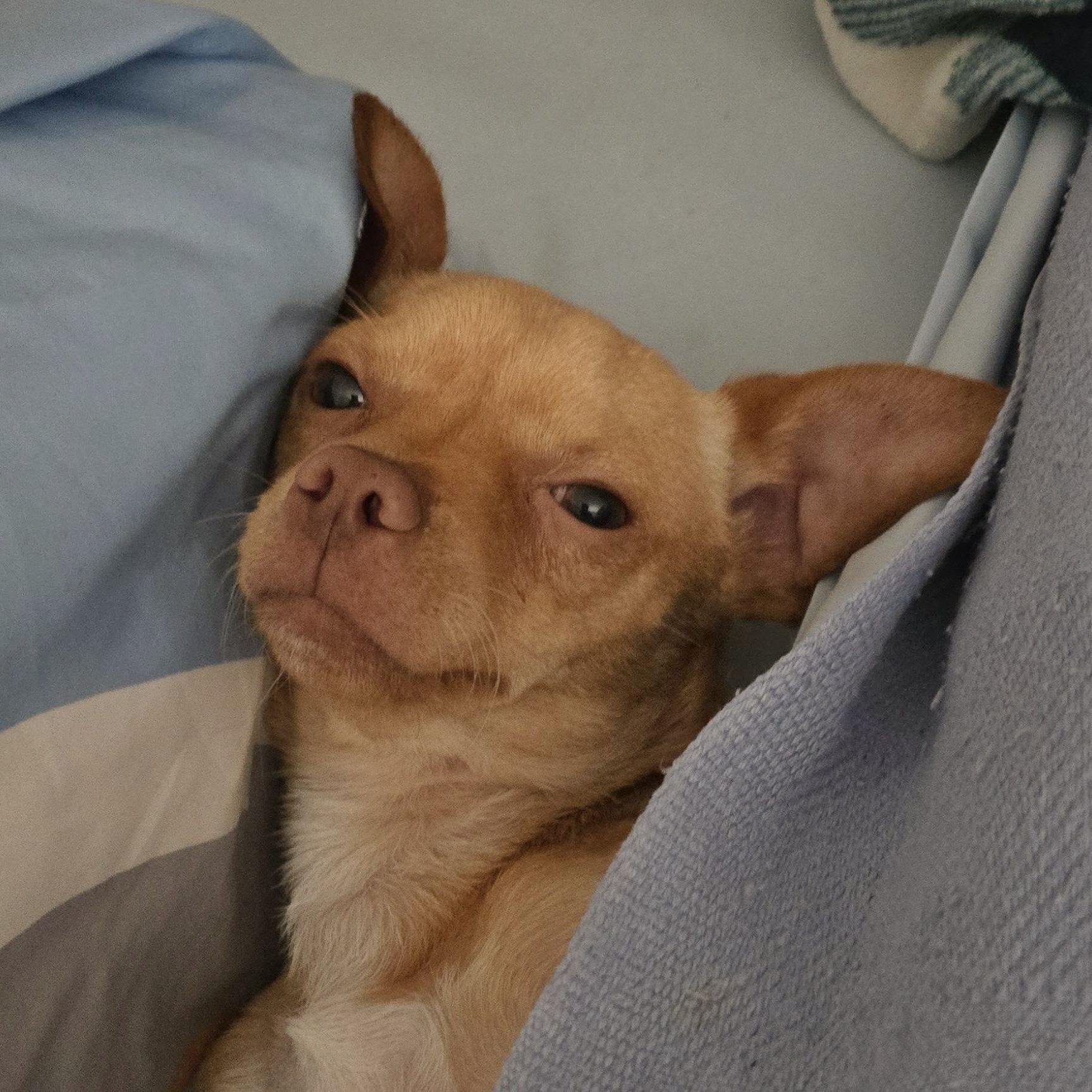 Enlarge Gomez, a ADOPTABLE mixed breed in Eugene, OR image 3/4