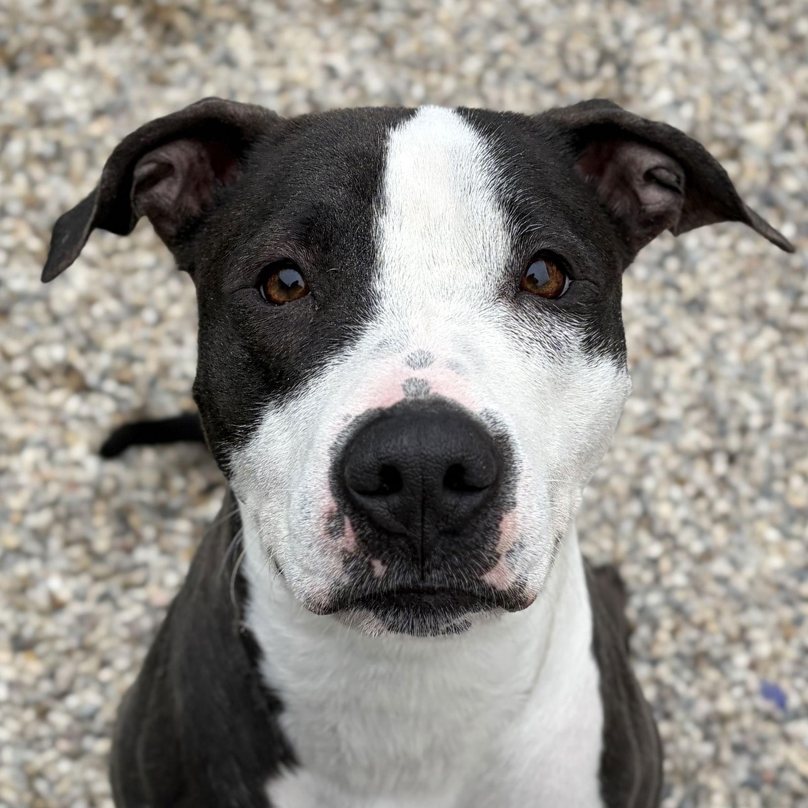 Enlarge Josephine, a ADOPTABLE mixed breed in Jefferson, WI image 1/2