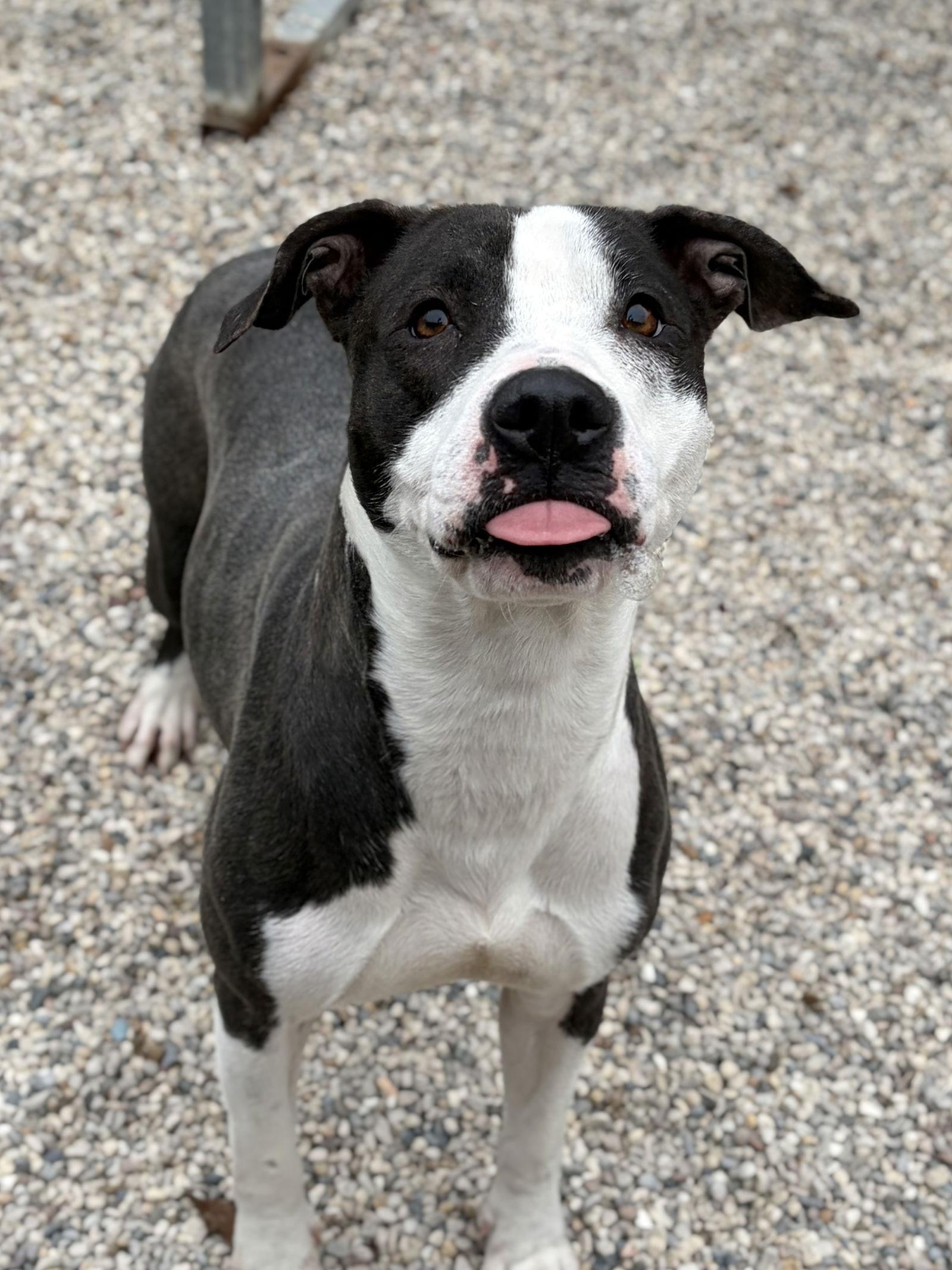 Enlarge Josephine, a ADOPTABLE mixed breed in Jefferson, WI image 2/2