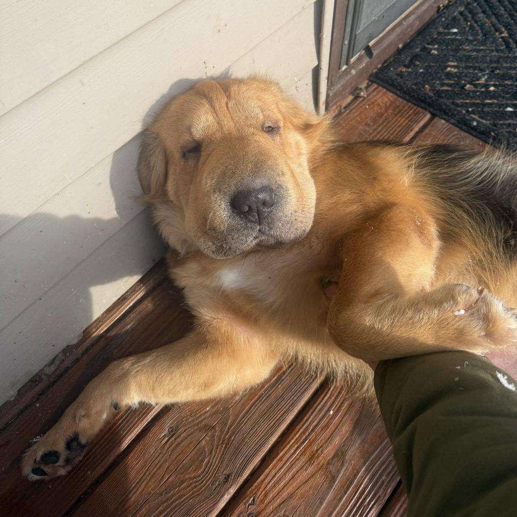 Enlarge Delilah, a Adoptable mixed breed in DeKalb, IL image 1/6