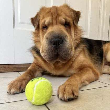 Enlarge Delilah, a Adoptable mixed breed in DeKalb, IL image 2/6