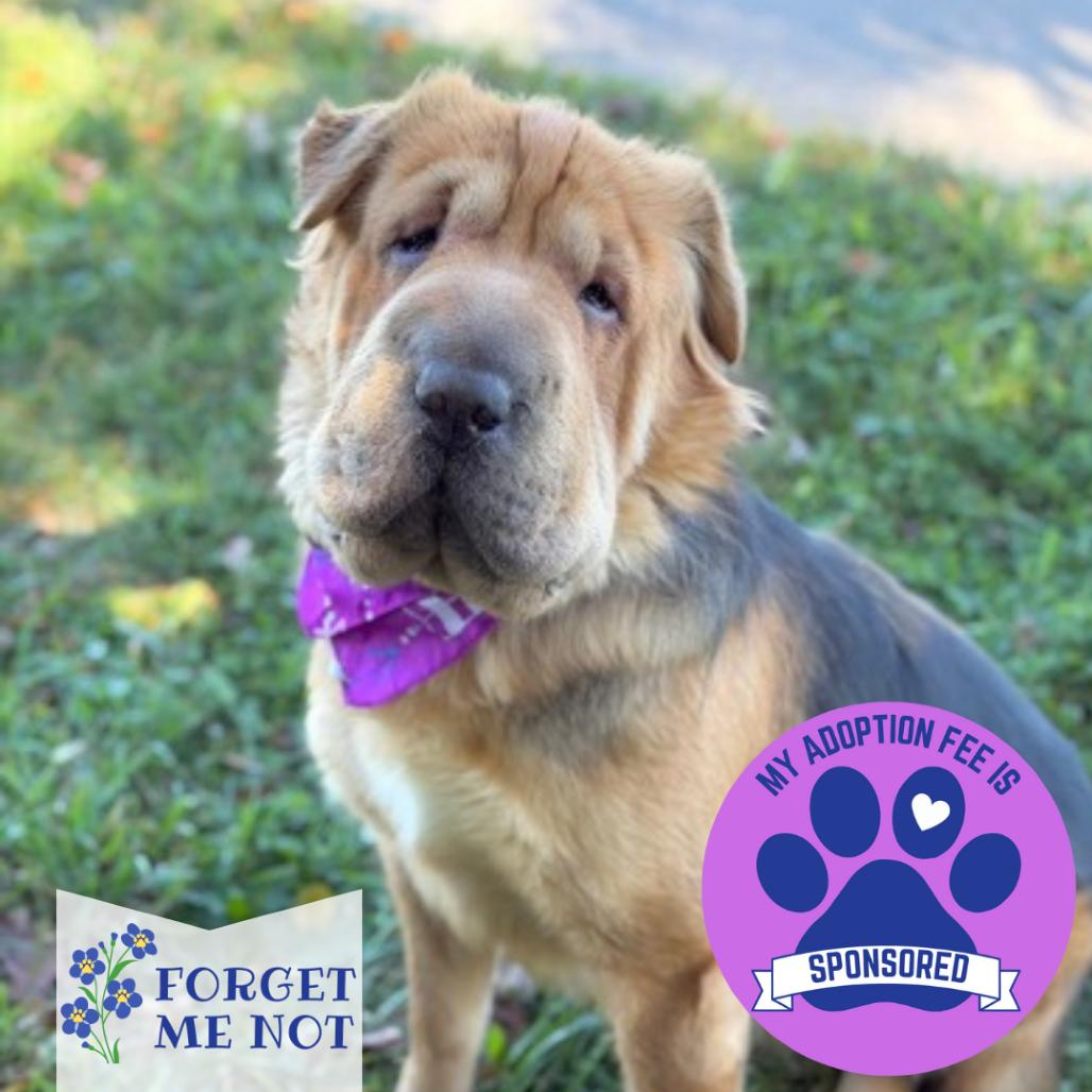 Enlarge Delilah, a Adoptable mixed breed in DeKalb, IL image 3/6