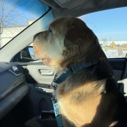 Enlarge Delilah, a Adoptable mixed breed in DeKalb, IL image 4/6