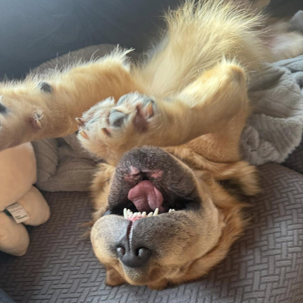 Enlarge Delilah, a Adoptable mixed breed in DeKalb, IL image 5/6