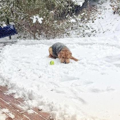 Enlarge Delilah, a Adoptable mixed breed in DeKalb, IL image 6/6