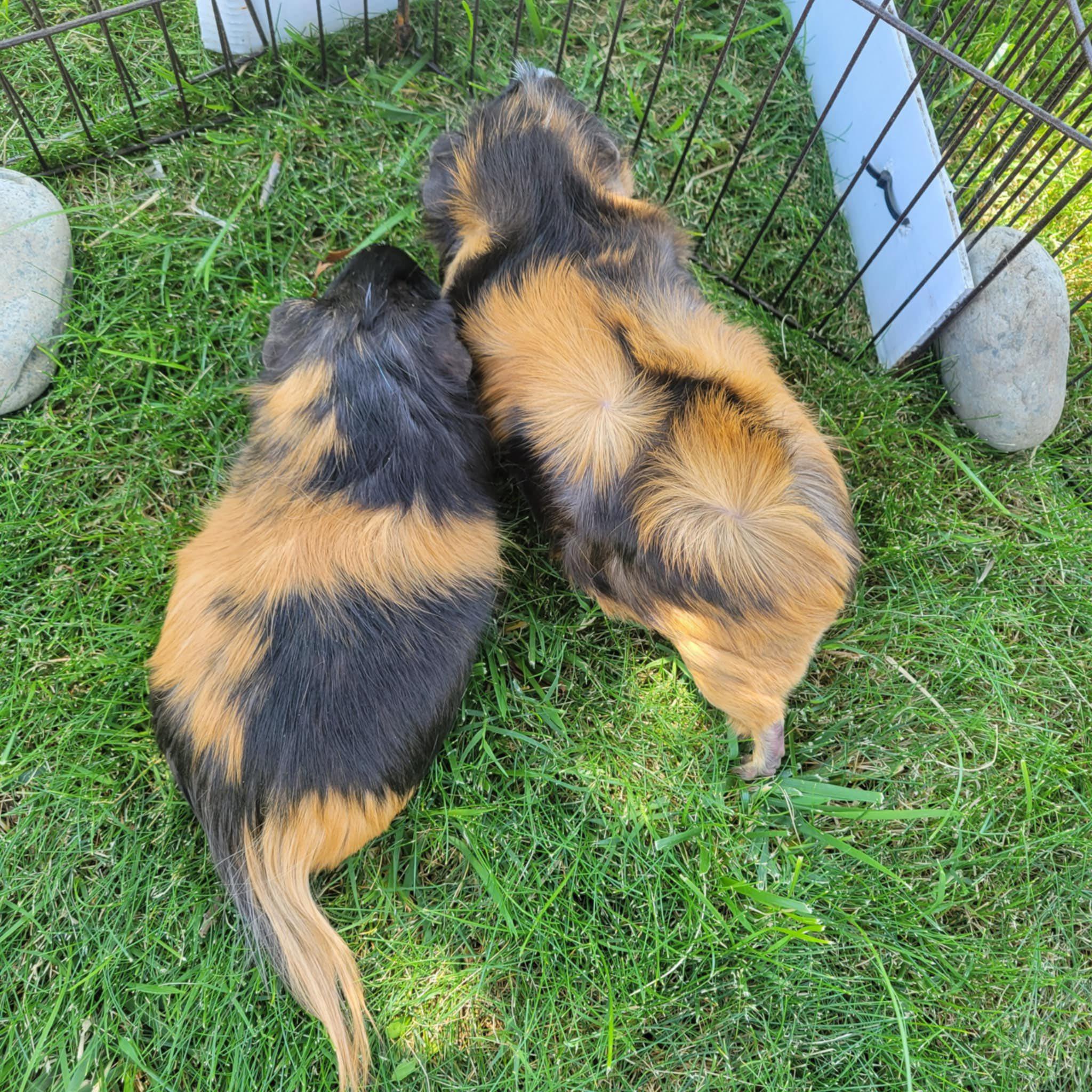Enlarge Mikey & Ike, a Adoptable mixed breed in Oakley, CA image 1/2