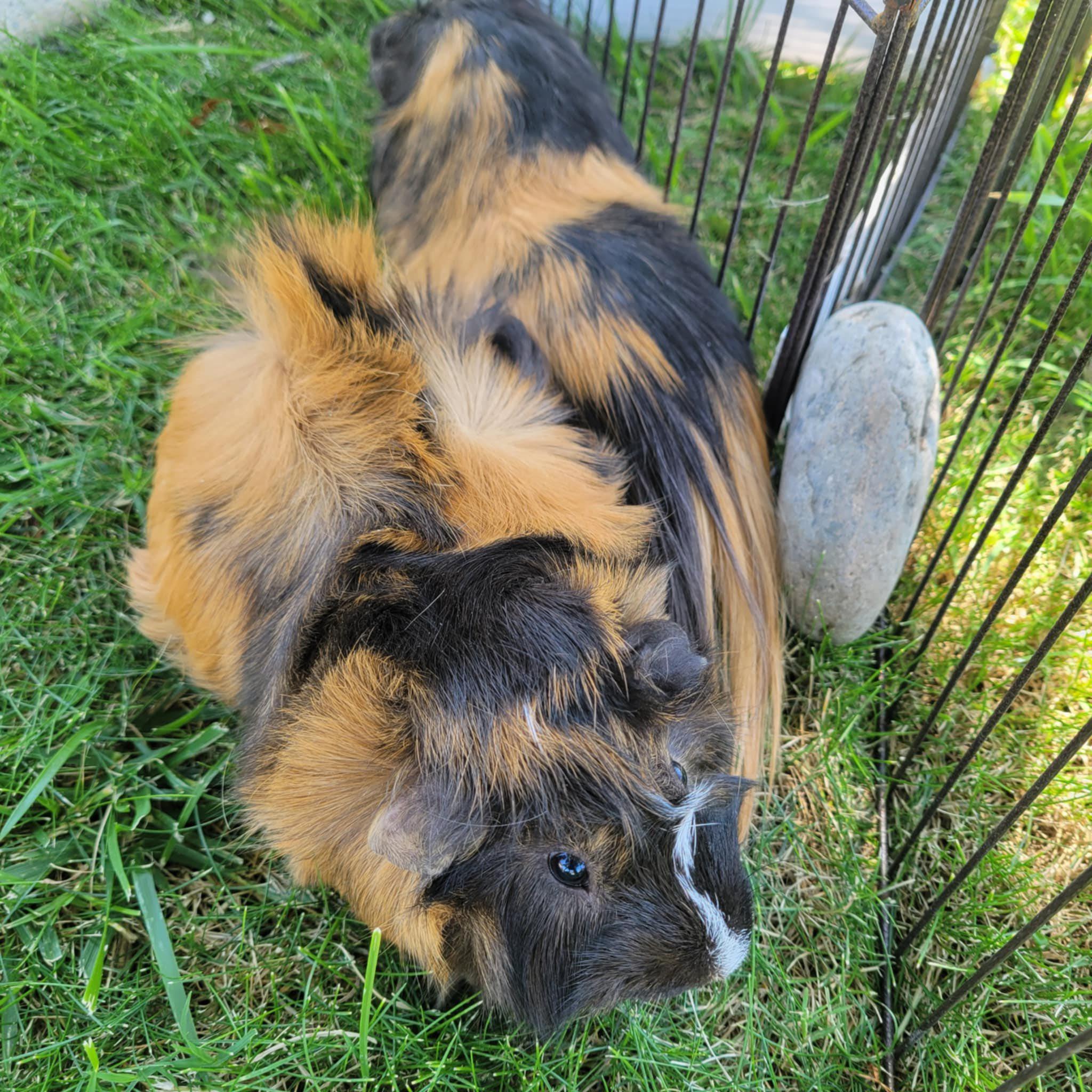 Mikey & Ike, Adult Male unknown