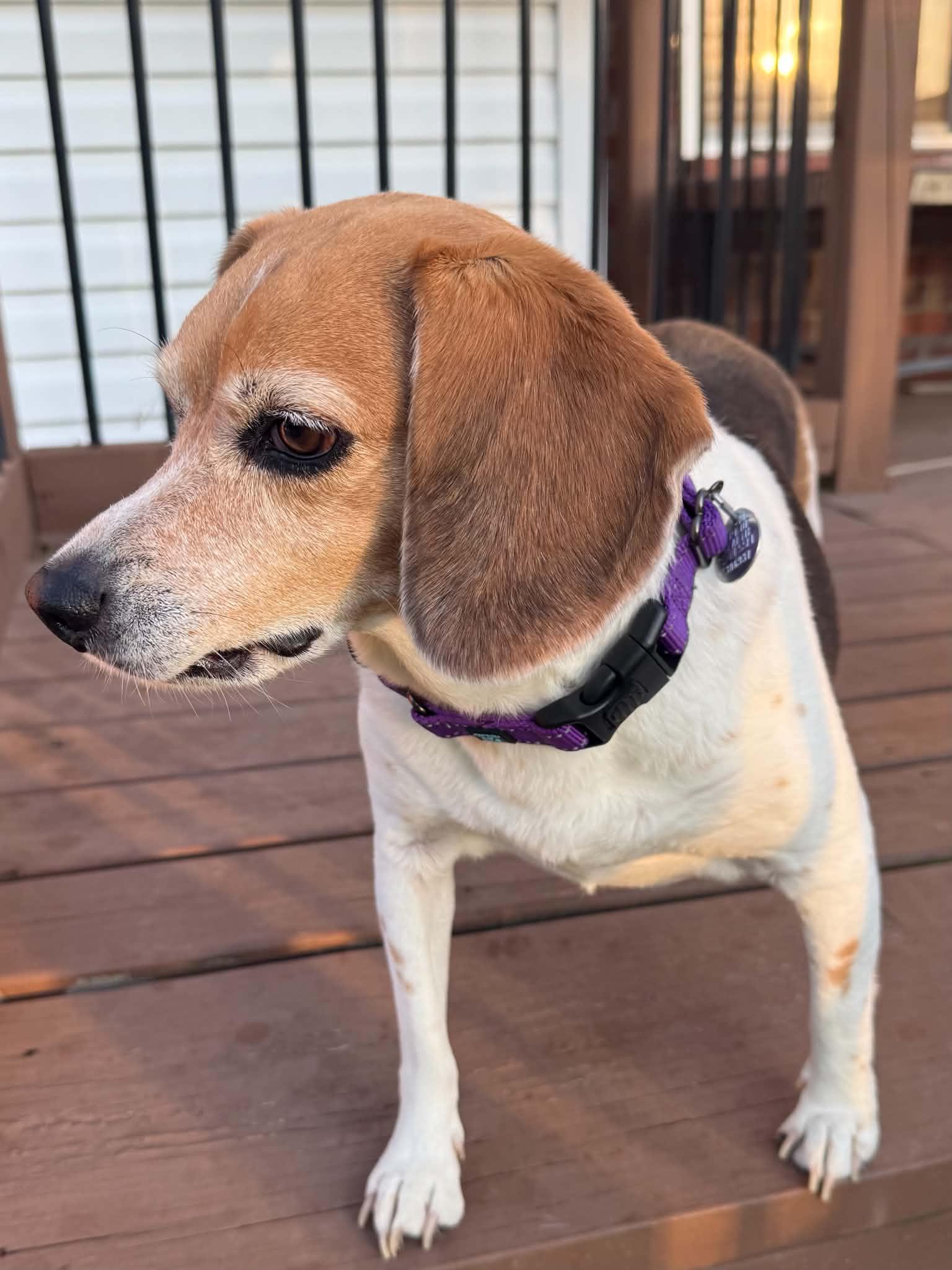 Enlarge Lily Grace, a Adopted Beagle in Clarksville, TN image 5/6