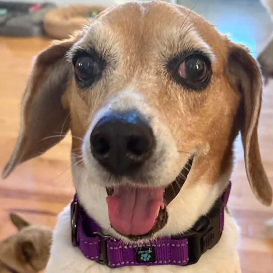 Lily Grace, Adopted, Senior Female Beagle.