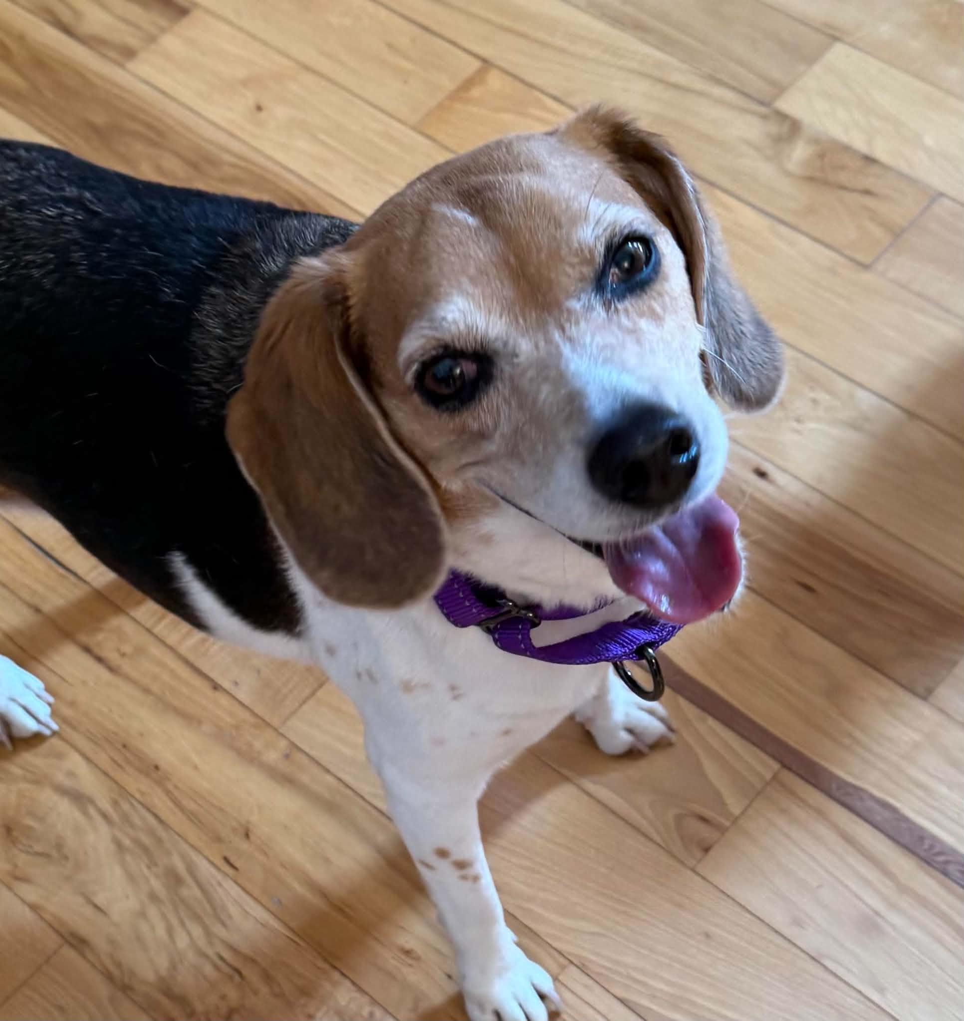 Enlarge Lily Grace, a Adopted Beagle in Clarksville, TN image 2/6