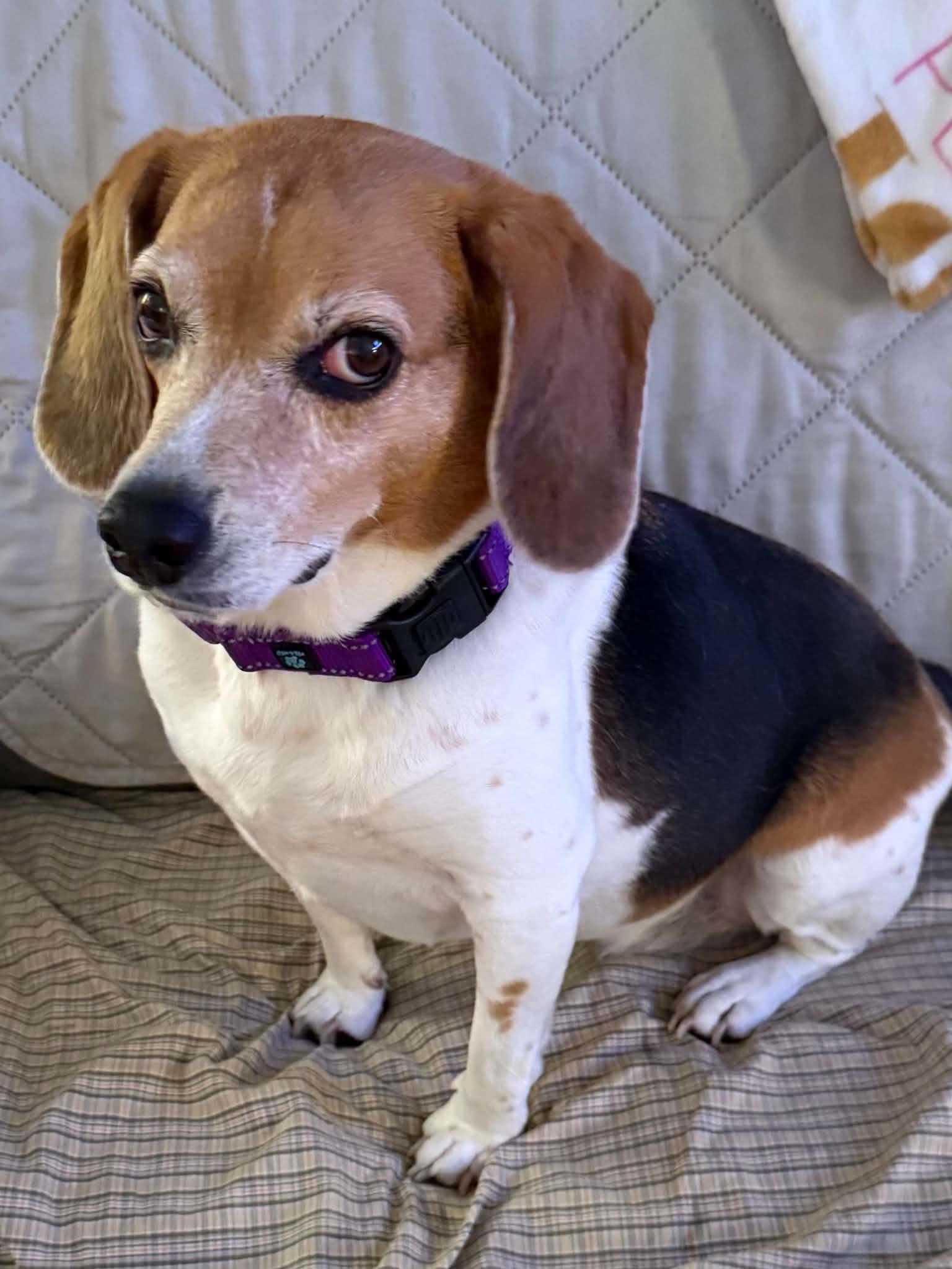 Enlarge Lily Grace, a Adopted Beagle in Clarksville, TN image 6/6