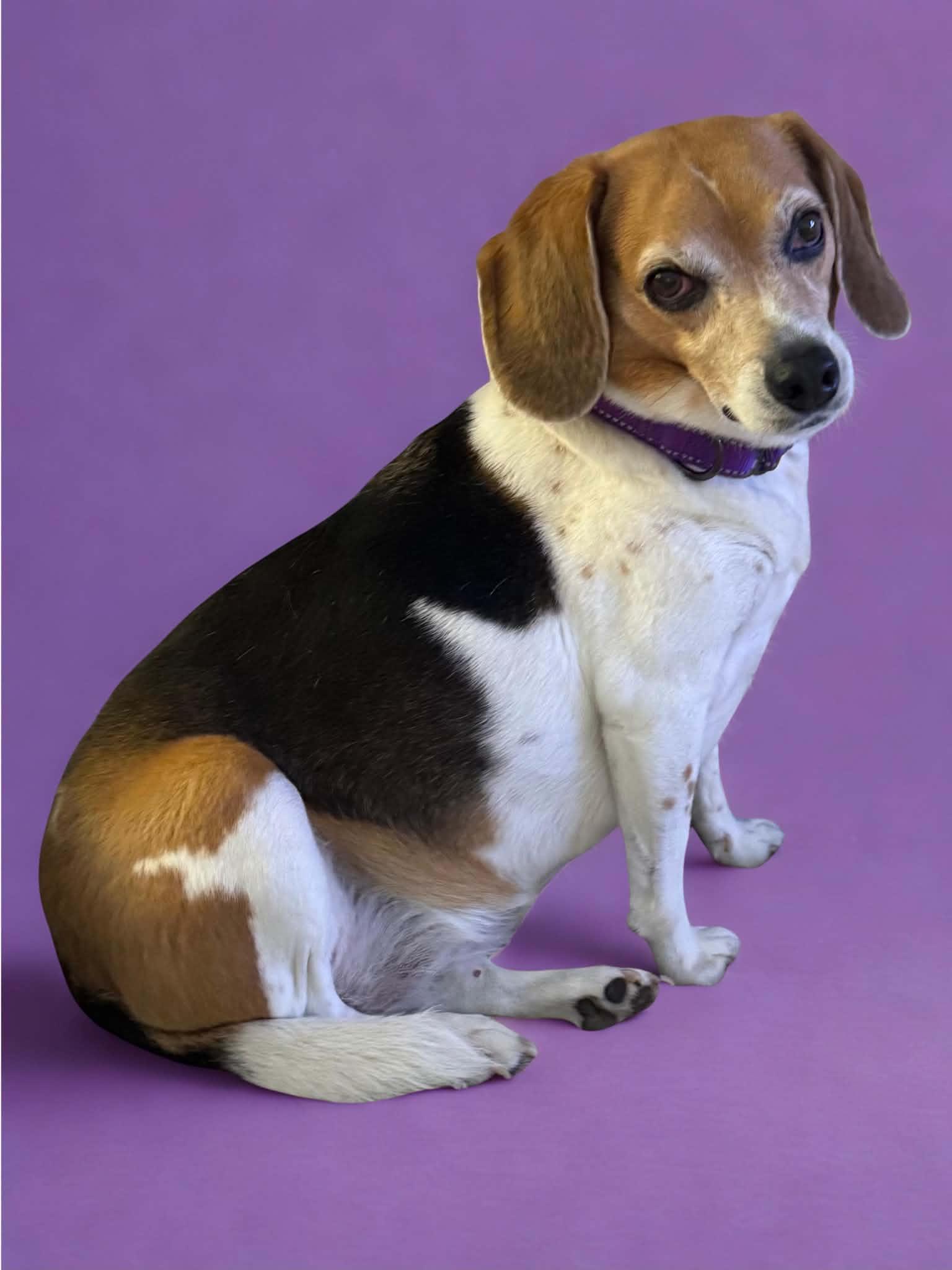Enlarge Lily Grace, a Adopted Beagle in Clarksville, TN image 3/6