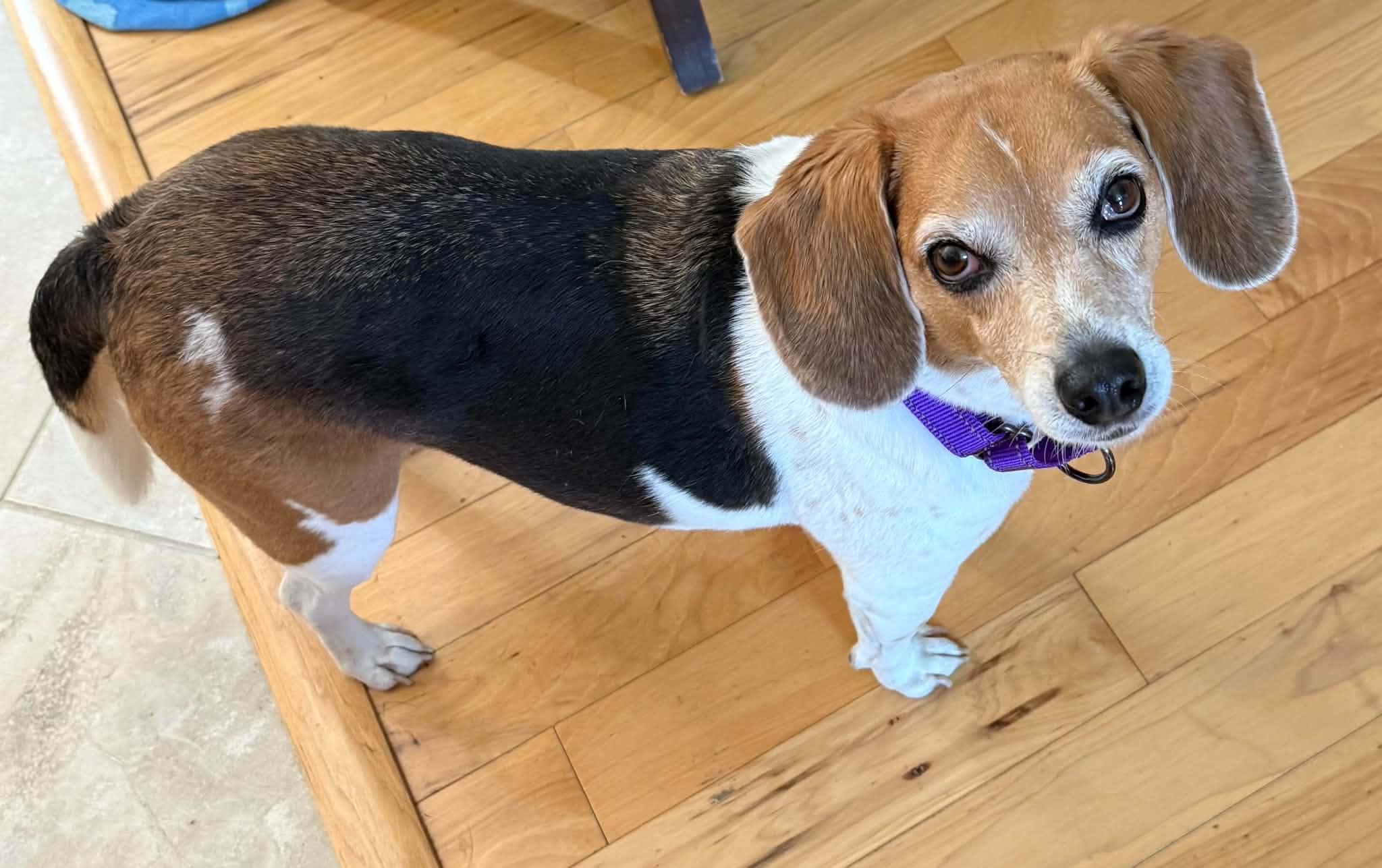 Enlarge Lily Grace, a Adopted Beagle in Clarksville, TN image 4/6